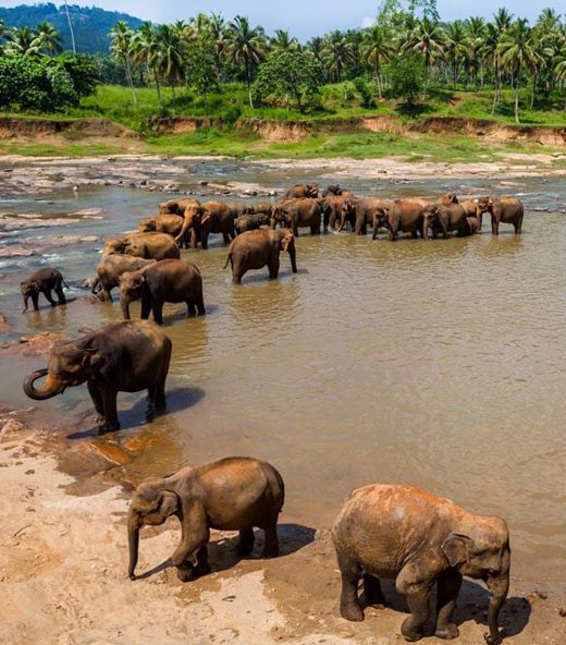 Yenu Cabs and Tours
