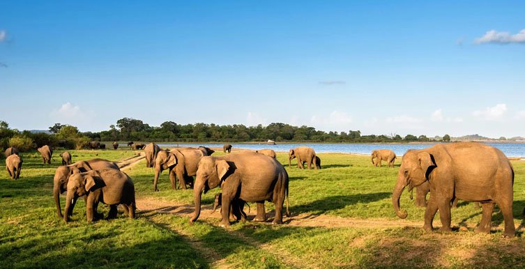 Yala National Park