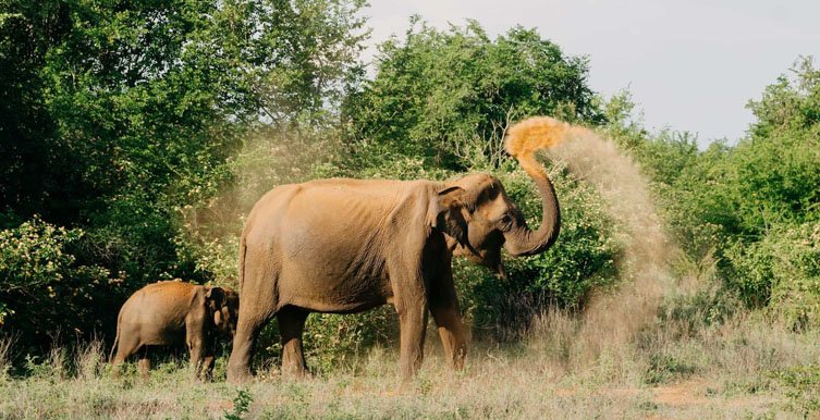 Yala National Park