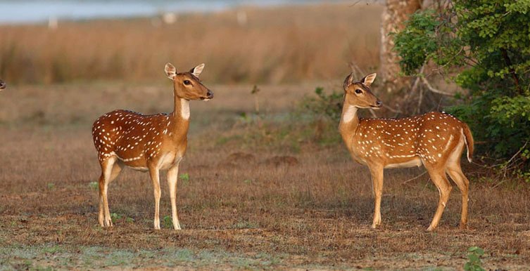Yala National Park