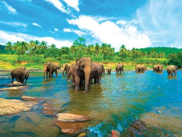 dambulla