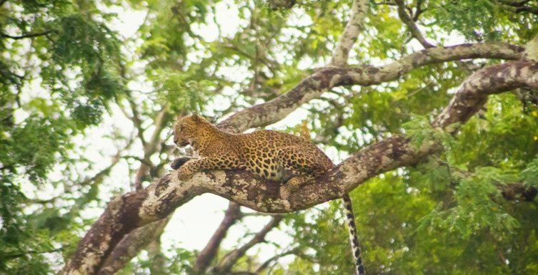 Yala National Park